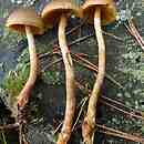 Cortinarius bataillei (zasłonak brązowooliwkowy)