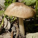 Psathyrella cortinarioides