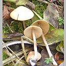 Conocybe zuccherellii