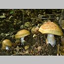 Cortinarius subgen. Phlegmacium H