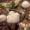 Cortinarius camphoratus (zasłonak odrażający)