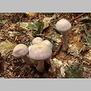 Cortinarius subgen. Telamonia sects Telamonia et Caphorati