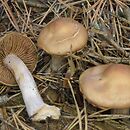 Cortinarius malachius (zasłonak malachitowy)