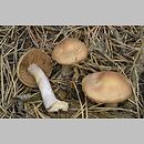 Cortinarius subgen. Telamonia sect. Malachii