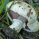 Agaricus bisporus (pieczarka dwuzarodnikowa)