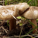 Inocybe decipiens (strzępiak niepozorny)