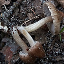 Inocybe subporospora