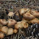 Cortinarius fusisporus (zasłonak wrzecionowatozarodnikowy)