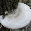 Trametes pubescens (wrośniak miękkowłosy)