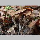 Cortinarius pulverobtusus