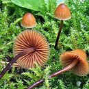 Galerina atkinsoniana (hełmówka mchowa)