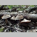 Cortinarius conicoides