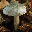 Tricholoma sciodes (gąska ostra)