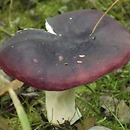 Russula laccata (gołąbek norweski)