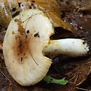 Russula versatilis