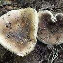 Russula violacea (gołąbek fioletowy)