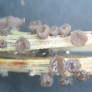 Cenangium acuum