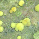 Pezicula eucrita