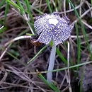 Coprinopsis friesii (czernidłak łodygowy)