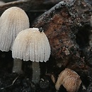 Coprinellus pyrrhanthes