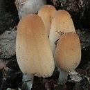 Tulosesus sclerocystidiosus