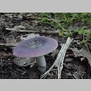 Russula lilacea ssp. retispora