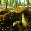 Hortiboletus bubalinus (parkogrzybek morelowy)