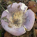 Russula amethystina (gołąbek ametystowy)