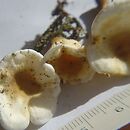 Hygrophoropsis macrospora