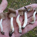 Helvella levis