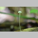 Hemimycena epichloe