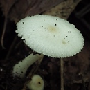 Leucocoprinus cygneus (jedwabniczek biały)