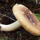 Russula subrubens