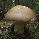 Russula favrei