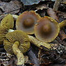 Cortinarius olivaceofuscus (zasłonak grabowy)