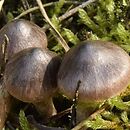 Cortinarius erubescens