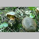 Cortinarius atrovirens