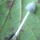 Coprinopsis gonophylla