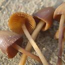 Conocybe macrospora (stożkówka wielkozarodnikowa)