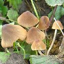 Conocybe moseri var. robustior