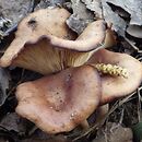 Rhizocybe vermicularis (lejkówka modrzewiowa)