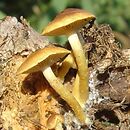 Pholiota pityrodes