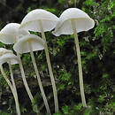 Hemimycena cucullata (białogrzybówka gipsowa)