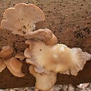 Pleurotus abieticola