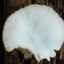 Pluteus inquilinus (drobnołuszczak bulwiastotrzonowy)