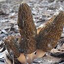 Morchella importuna