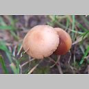 Conocybe monicae