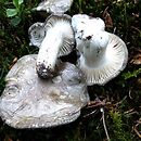 Hygrophorus marzuolus (wodnicha marcowa)