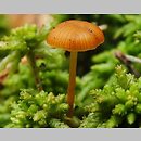 Galerina calyptrata (hełmówka okrytozarodnikowa)