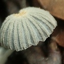 Coprinopsis candidata